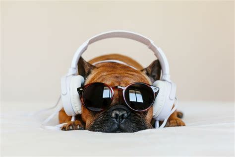 do animals like music do animals prefer classical over pop?